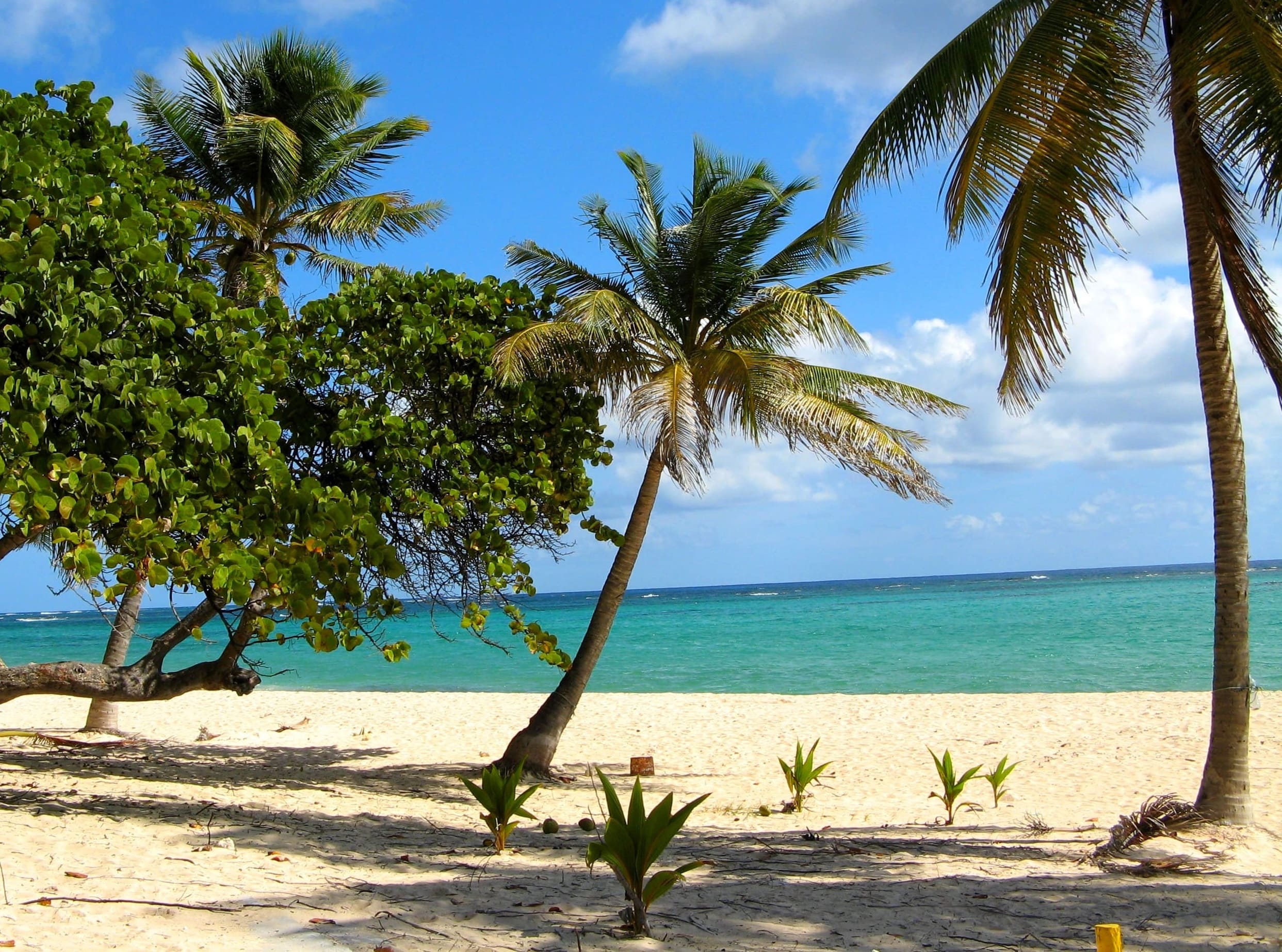 Paysage de Guadeloupe